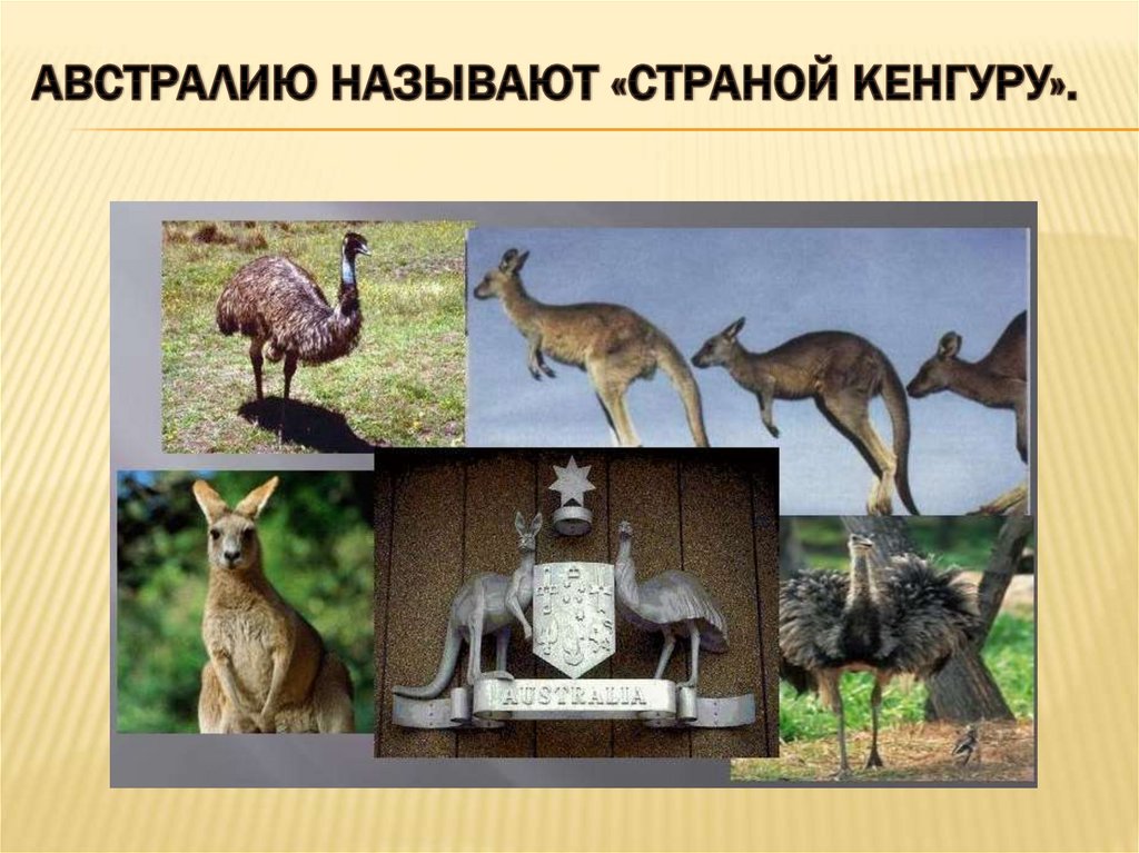 Австралию называют «страной кенгуру».