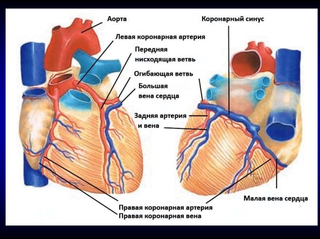 Вени сердца. Вены венечного синуса сердца. Вена системы венечного синуса сердца. Отверстие венечного синуса сердца. Коронарный синус.