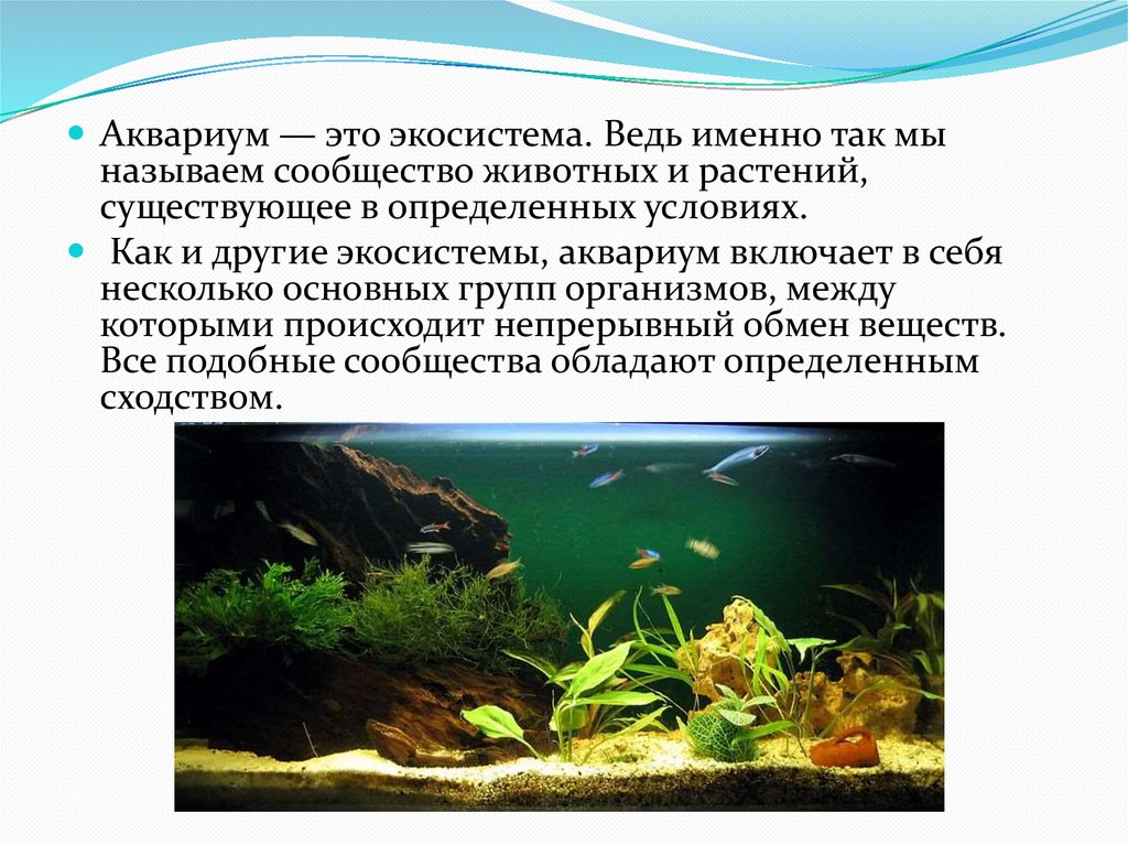 Различия аквариума и естественного водоема