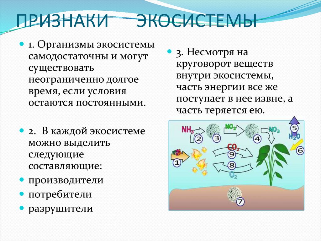 Искусственная биологическая система. Признаки экосистемы. Признаки экологической системы. Экосистема презентация. Существенные признаки экосистемы.
