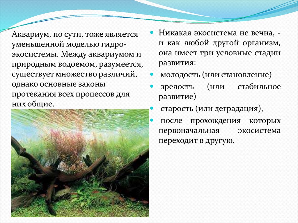 Сравнение аквариума с естественным водоемом. Аквариум искусственная экосистема. Аквариум модель экосистемы. Сходства аквариума и водоема. Сходства аквариума и озера.