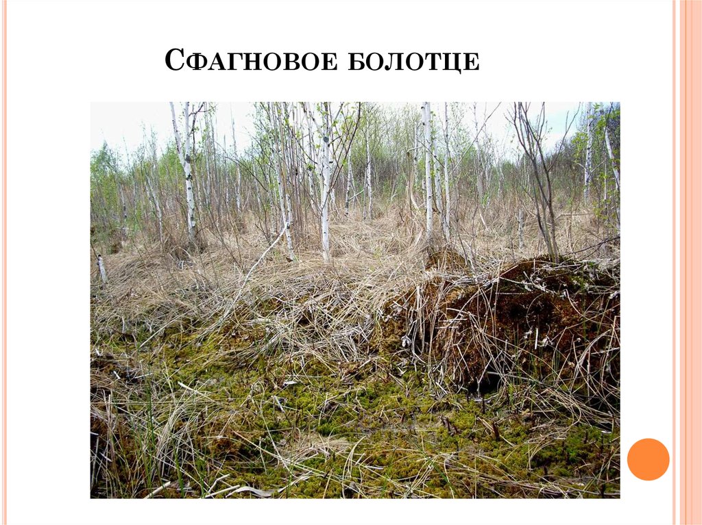 Где находится болотное. Болото. Болото (Курская область). Зоринское болото Курской области. Болотная растительность Курской области.