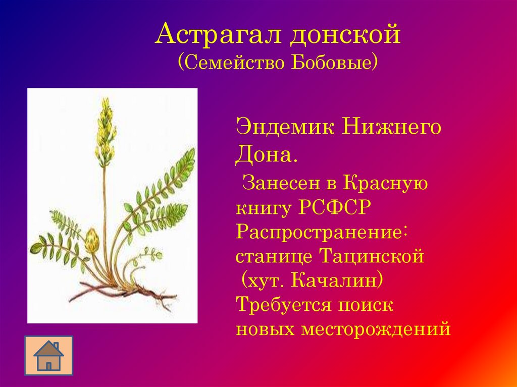 Растения красной книги ростовской. Краснокнижное растение Ростовской области. Растения красной книги Ростовской области. Растения Ростовской области занесенные в красную книгу. Исчезающие растения Ростовской области.