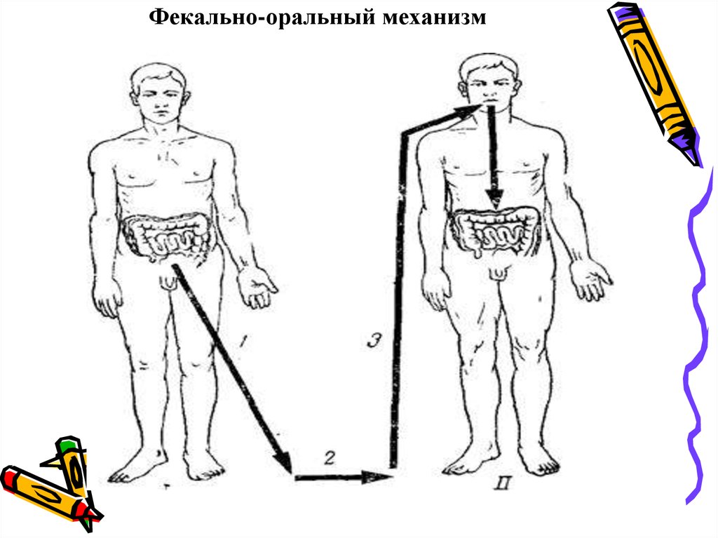 Фекальный механизм передачи. Пути передачи фекально-орального механизма. Фекально оральный путь передачи схема. Фекально-оральный механизм передачи инфекции рисунок. Фекально оральный путь передачи вирусов.