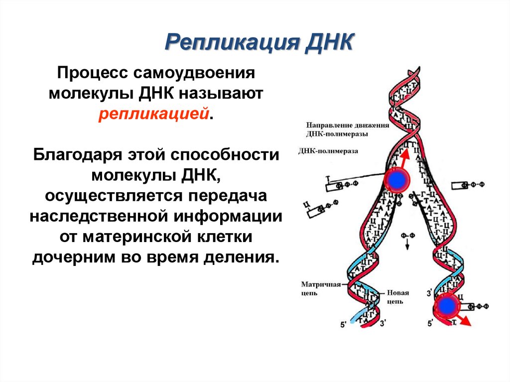 Удвоение количества днк происходит. Схема репликации ДНК. Процесс ДНК репликация ДНК. Репликация и редупликация. Схема репликации молекулы ДНК по биологии.