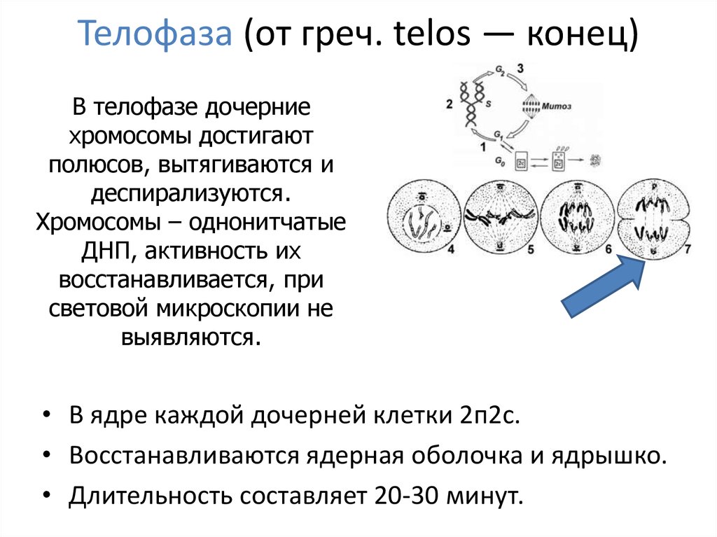 Хромосомные наборы телофазы. Дочерние хромосомы достигают полюсов клетки. Телофаза митоза хромосомный набор. Телофаза клетки. Телофаза хромосомы деспирализуются.