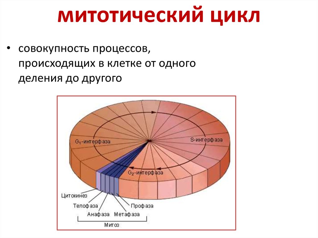 Митотический цикл клетки