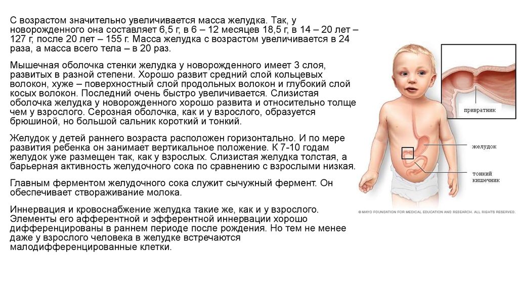 От желудка ребенку. Желудок детей раннего возраста. Желудок новорожденных. Расширенный желудок у новорожденного ребенка.