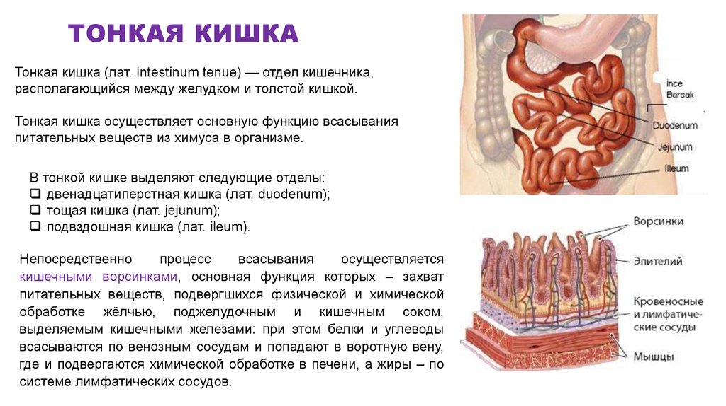 Тонкая кишка презентация