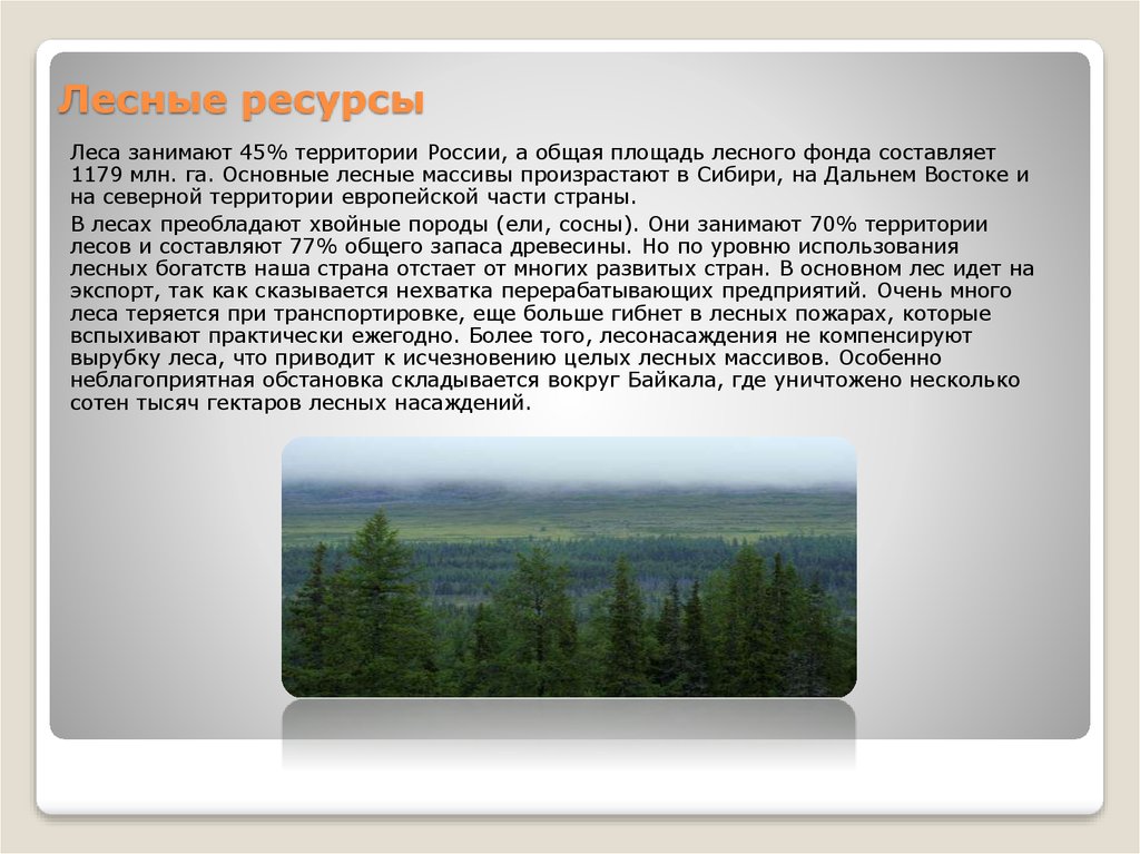 Лесные ресурсы России. Лесные богатства России. Наибольшие запасы лесных ресурсов в России.