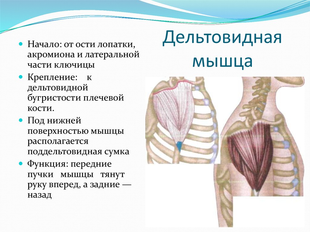 Дельтовидную мышцу плеча фото