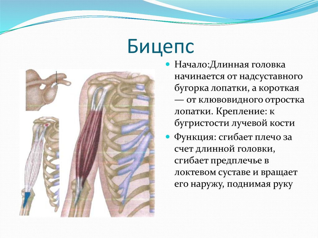 Клювовидно плечевая. Длинная головка двуглавой мышцы. Длинная головка бицепса. Крепление длинной головки бицепса. Длинная головки юицепса.