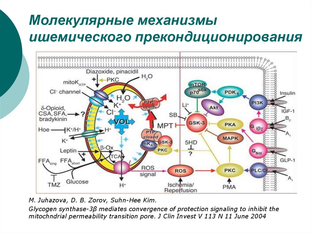 Молекулярные механизмы старения презентация