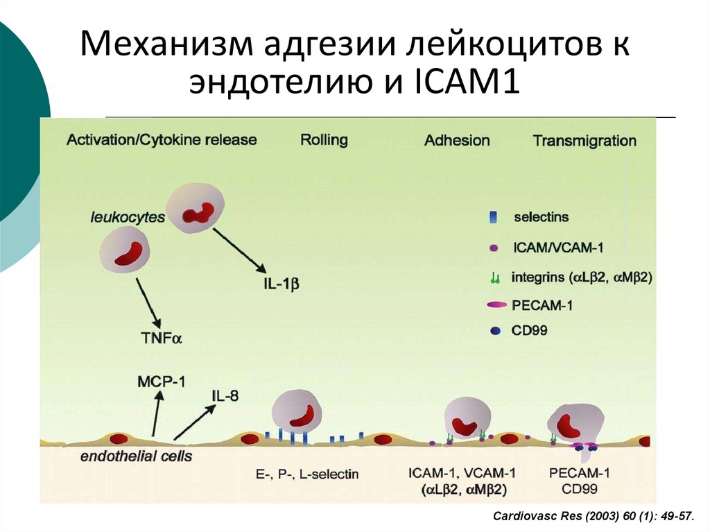 Эндотелиальная дисфункция презентация