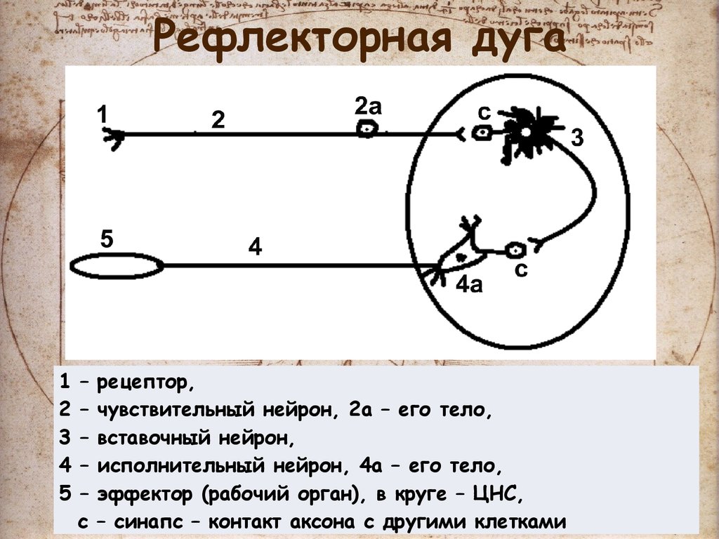 Схема рефлекторной дуги контроля мочеиспускательного рефлекса