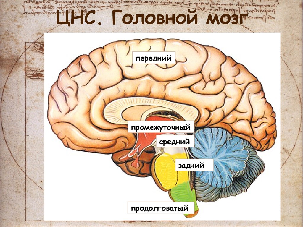 Функции головного мозга в нервной системе. Нервная система головного мозга человека анатомия. ЦНС головной мозг анатомия. Центральная нервная система головной мозг. Отделы головного мозга ЦНС.
