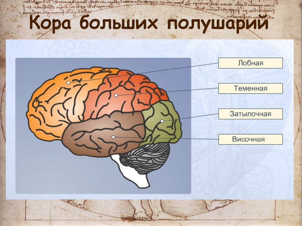 Полушария переднего мозга с зачатками коры. Доли больших полушарий. Доли и зоны больших полушарий головного мозга. Доли коры полушарий.