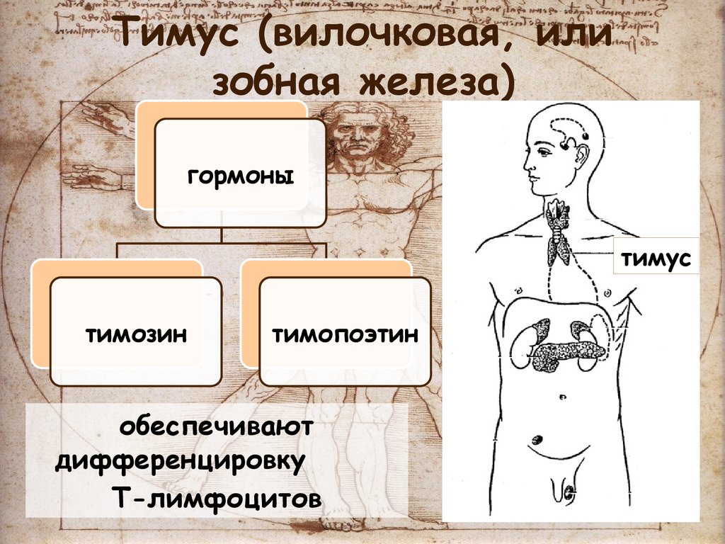 Гормоны тимуса физиология презентация