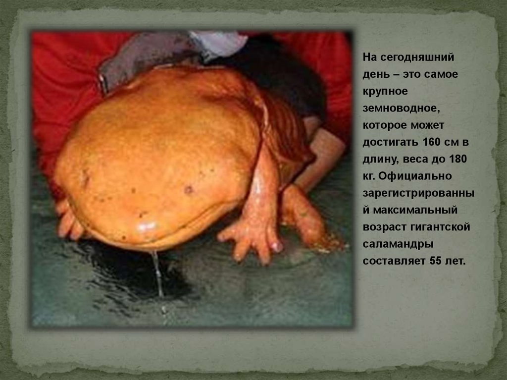 Исполинская (японская) саламандра