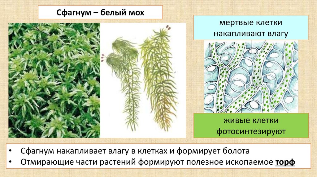 Растения относящиеся к отделу мхи