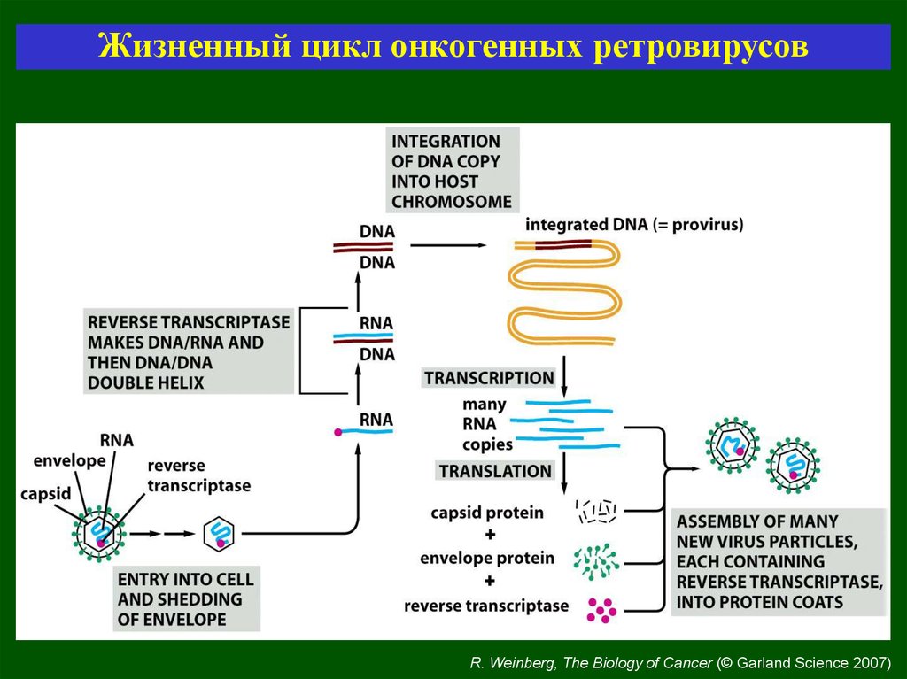 Последовательность жизненного цикла вирусов. РНК вирусы ретровирусы. Ретровирусы жизненный цикл. Последовательность жизненного цикла ретровирусов. Жизненный цикл ретровируса иммунодефицита человека.