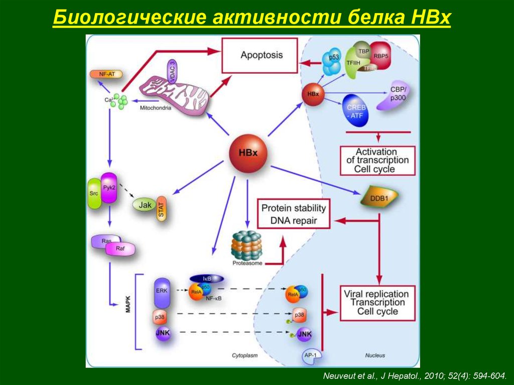 Активность белки. Биологическая активность белков. Биологические активные белки. Определяет биологическую активность белка. Биологическую активность белка определяет структура.