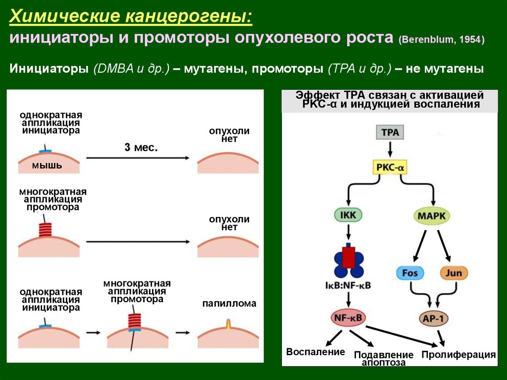 Вещества являющиеся одновременно и канцерогенами и мутагенами. Механизм действия канцерогенов. Механизм действия химических канцерогенов. Химические канцерогены виды. Химические канцерогены опухоли.