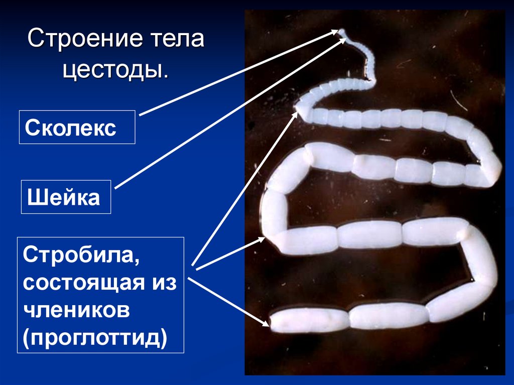Лентовидный червь. Класс ленточные черви (Cestoda). Строение сколекса цестод. Стробил ленточные черви.