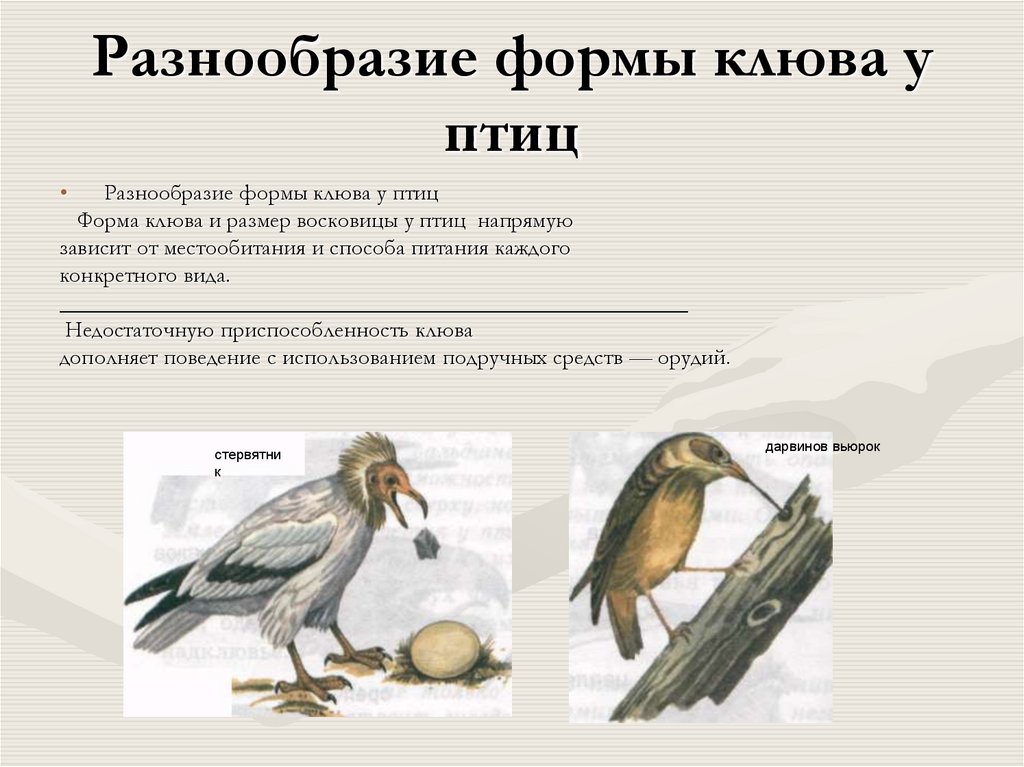 Разнообразие формы клюва у птиц