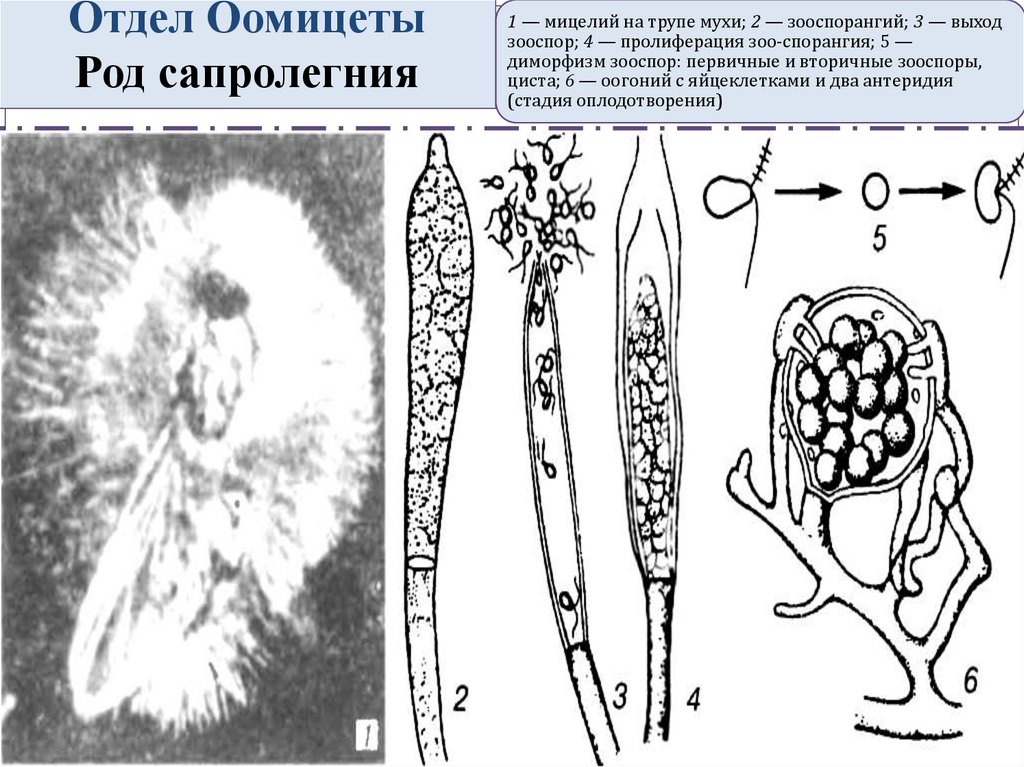 Имеют недифференцированный таллом