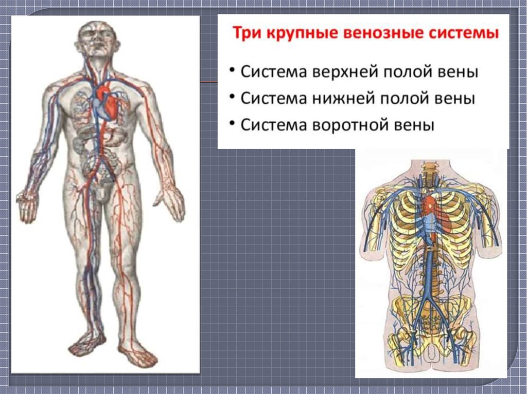 Главная артерия.