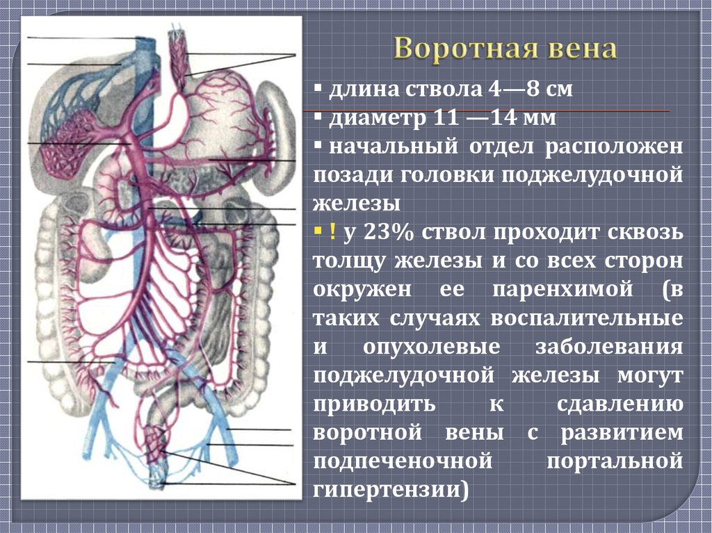 Правая воротная вена. Воротная система печени анатомия. Портальная и воротная Вена. Система воротной вены анатомия.