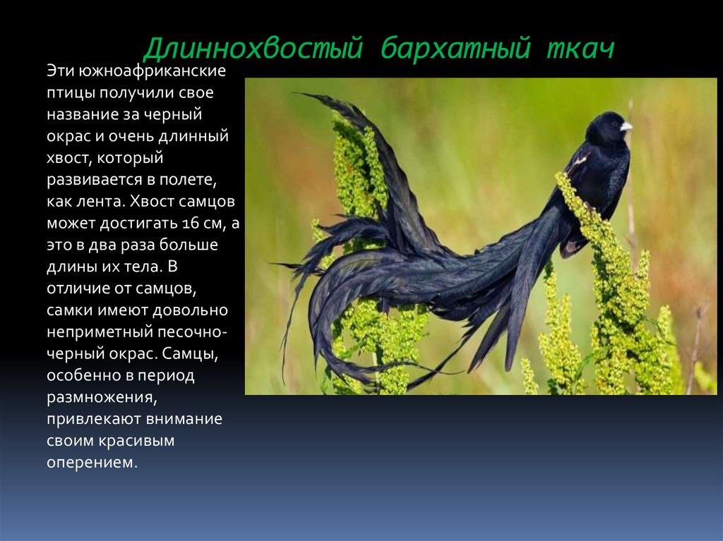 Птицы, сошедшие со страниц сказок - online presentation