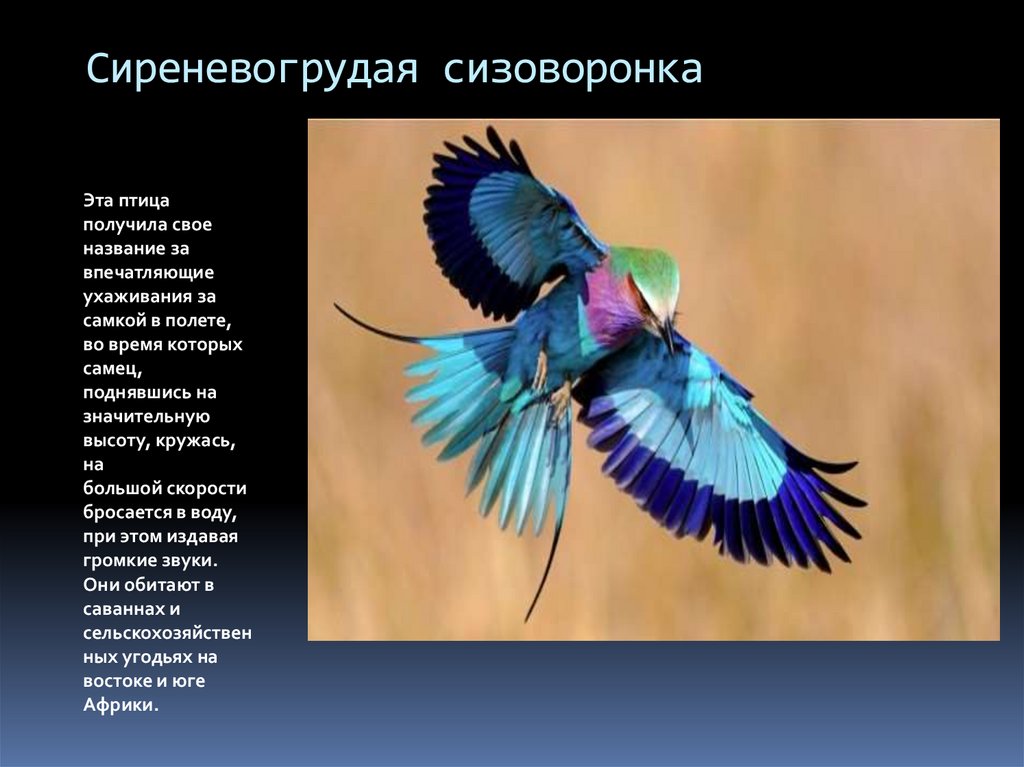 Птица получившая свое название. Сиреневогрудый сизоворонка. Мадагаскарская сизоворонка. Сиреневогрудая сизоворонка описание. Сиреневогрудая сизоворонка, Coracias caudatus.