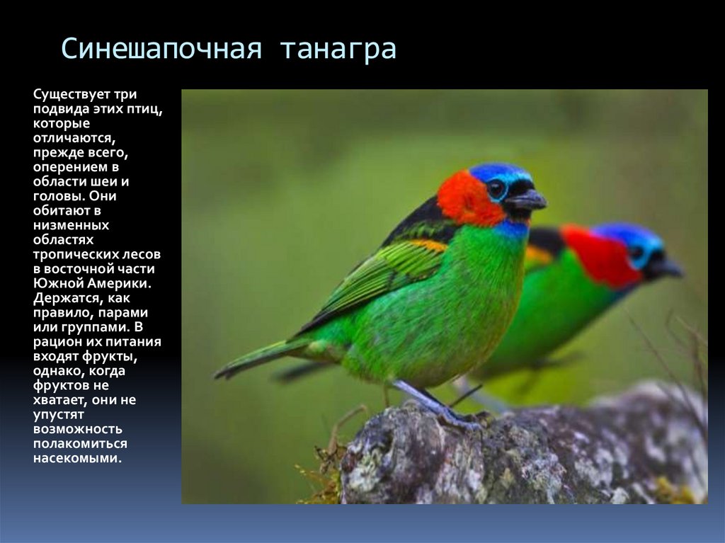 Данные по птицам. Райская танагра интересные факты. Птицы сошедшие со страниц сказок доклад. Две девушки танагра. Танагра описание птицы.