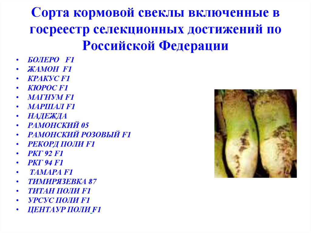 Сорта кормовой свеклы включенные в госреестр селекционных достижений по Российской Федерации
