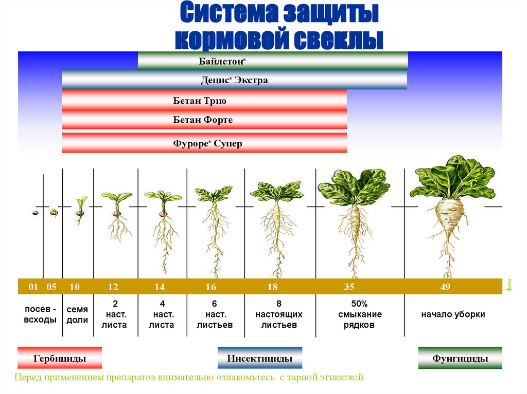 Схема подкормки свеклы