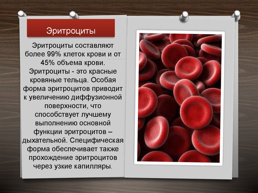 Изменение клеток крови. Эритроциты функция форма строение. Эритроциты в крови строение и функции. Кровяные тельца крови гистология. Эритроциты в крови 5.0.