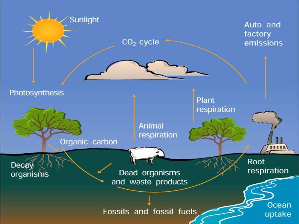 Carbon. Carbon cycle - презентация онлайн