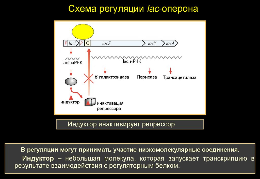 Результатом транскрипции. Схема оперона. Регуляция экспрессии арабинозного оперона. Тестирование экспрессии генов. Гипотеза Corr и регуляция экспрессии генов.