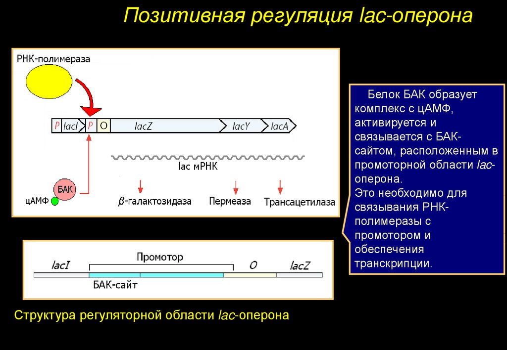 Каким номером на рисунке обозначена молекула на которой располагается промотор