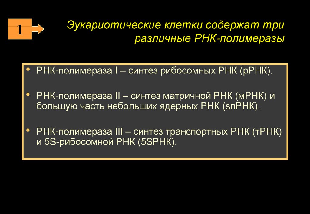 Рнк полимераза 3 синтезирует