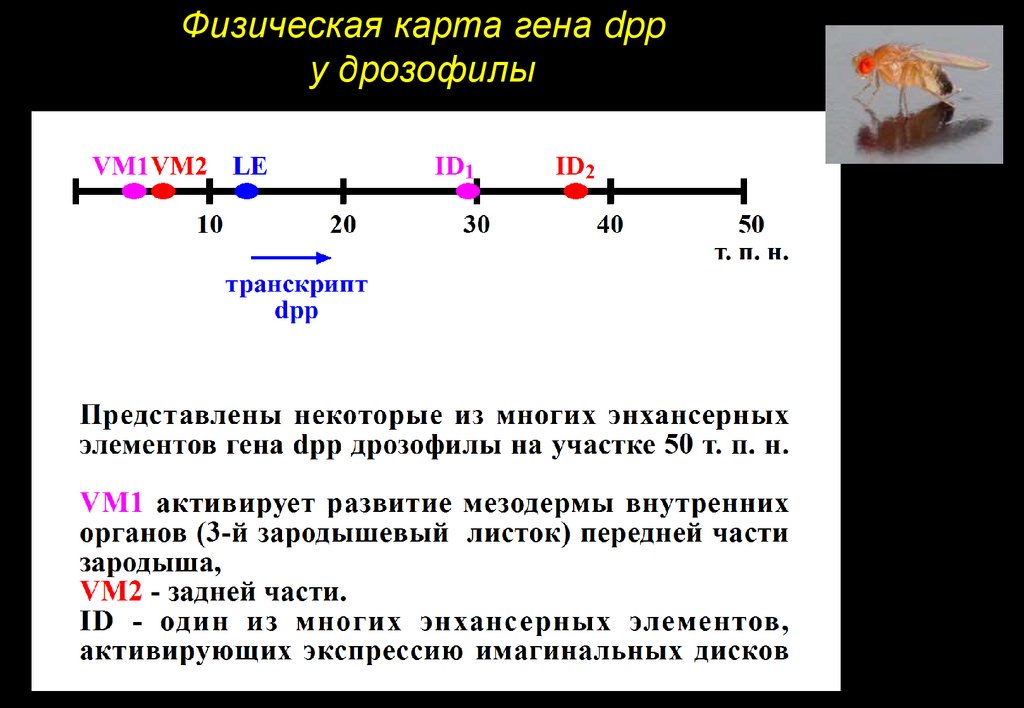 Гены определяющие. Физическая карта генов. Экспрессия генов у дрозофилы. Под «экспрессией Гена» понимают. Is-элементы активация генов.