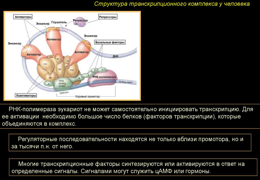 Факторы транскрипции эукариот. Транскрипционный комплекс у эукариот. Транскрипционные факторы эукариот. Структура транскрипционного комплекса.