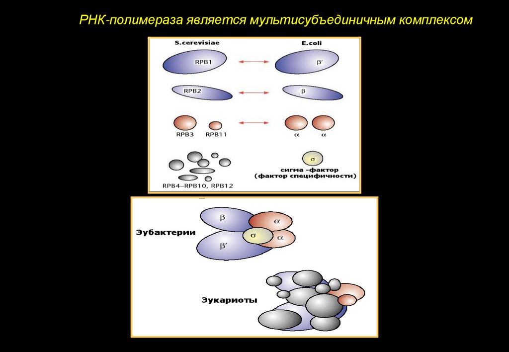 Мультисубъединичные белки. РНК полимераза. Экспрессия Гена alk. Сложные мультисубъединичные комплексы. Сигма фактор