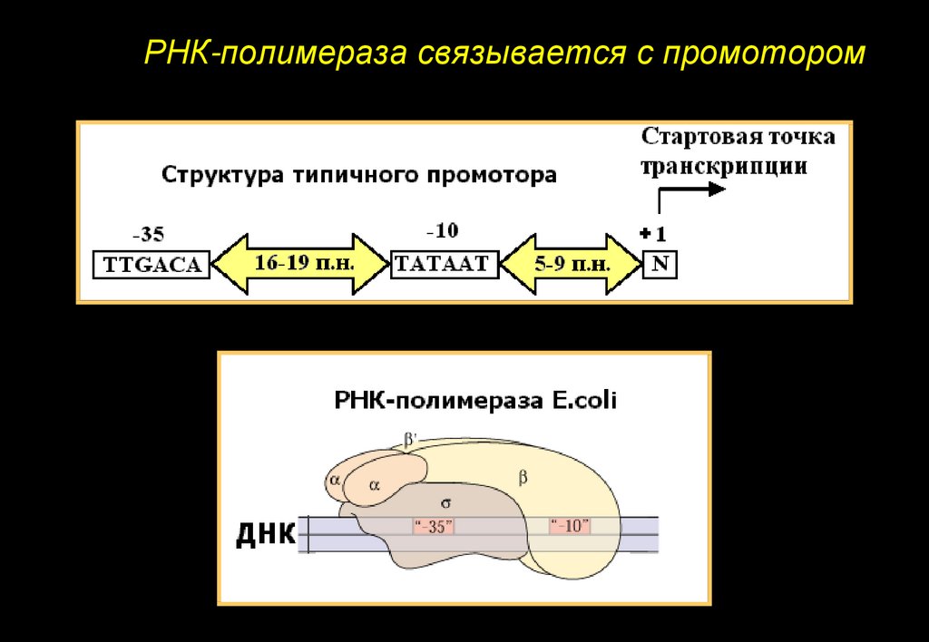 Рнк полимераза отвечающая за транскрипцию генов