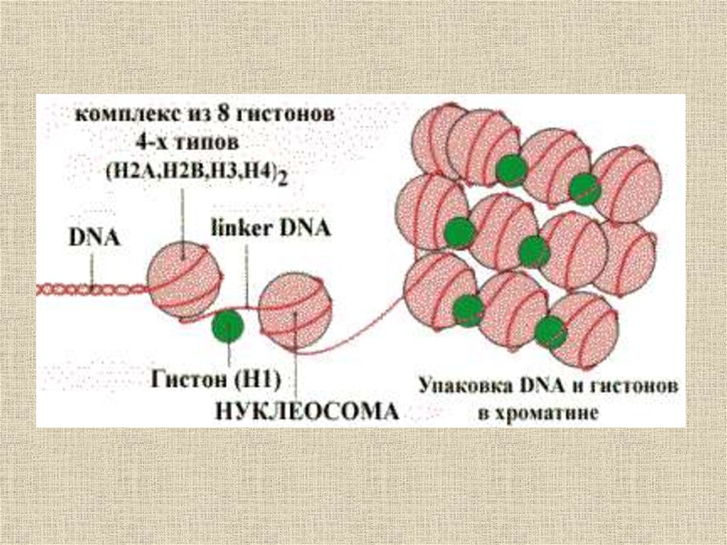 Рисунок биополимеров