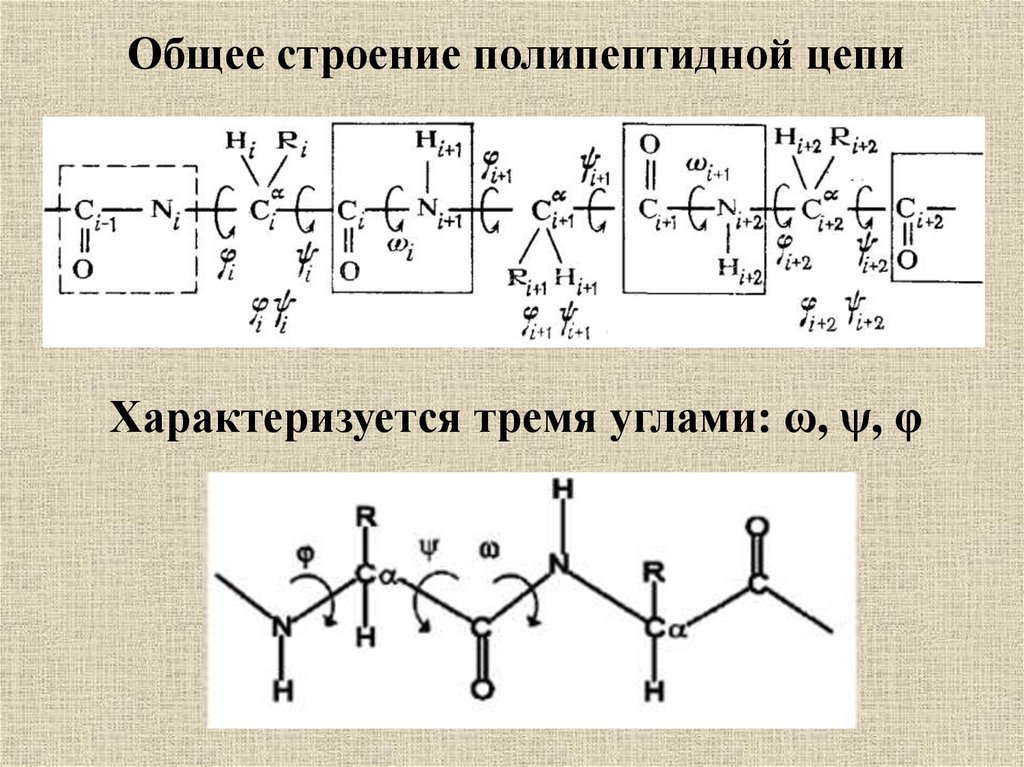 Структура полипептидной цепи. Построение полипептидной цепи. Строение полипептидной цепи. Принцип построения полипептидной цепи.