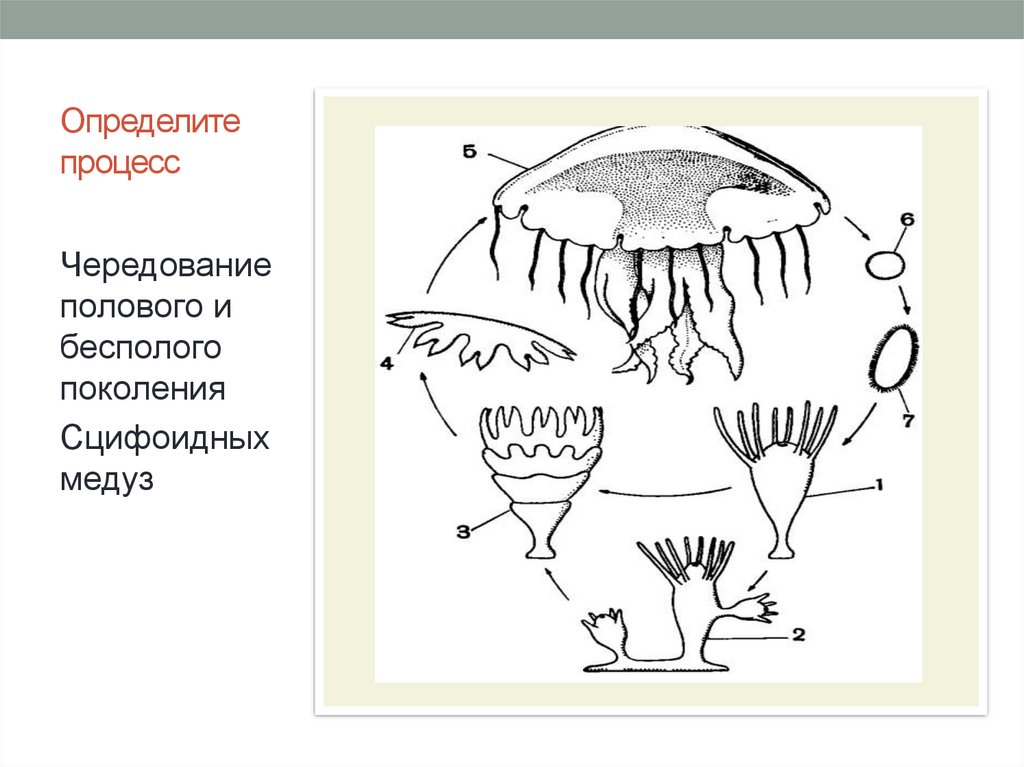 Стадия жизненного цикла медузы. Цикл размножения медуз. Чередование поколений у сцифоидных. Цикл развития сцифоидной медузы. Размножение сцифоидных медуз.