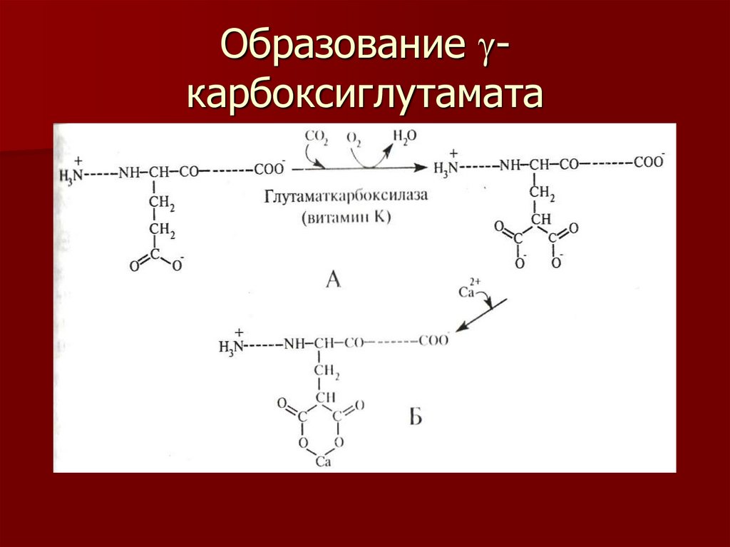 Биохимия костной ткани презентация